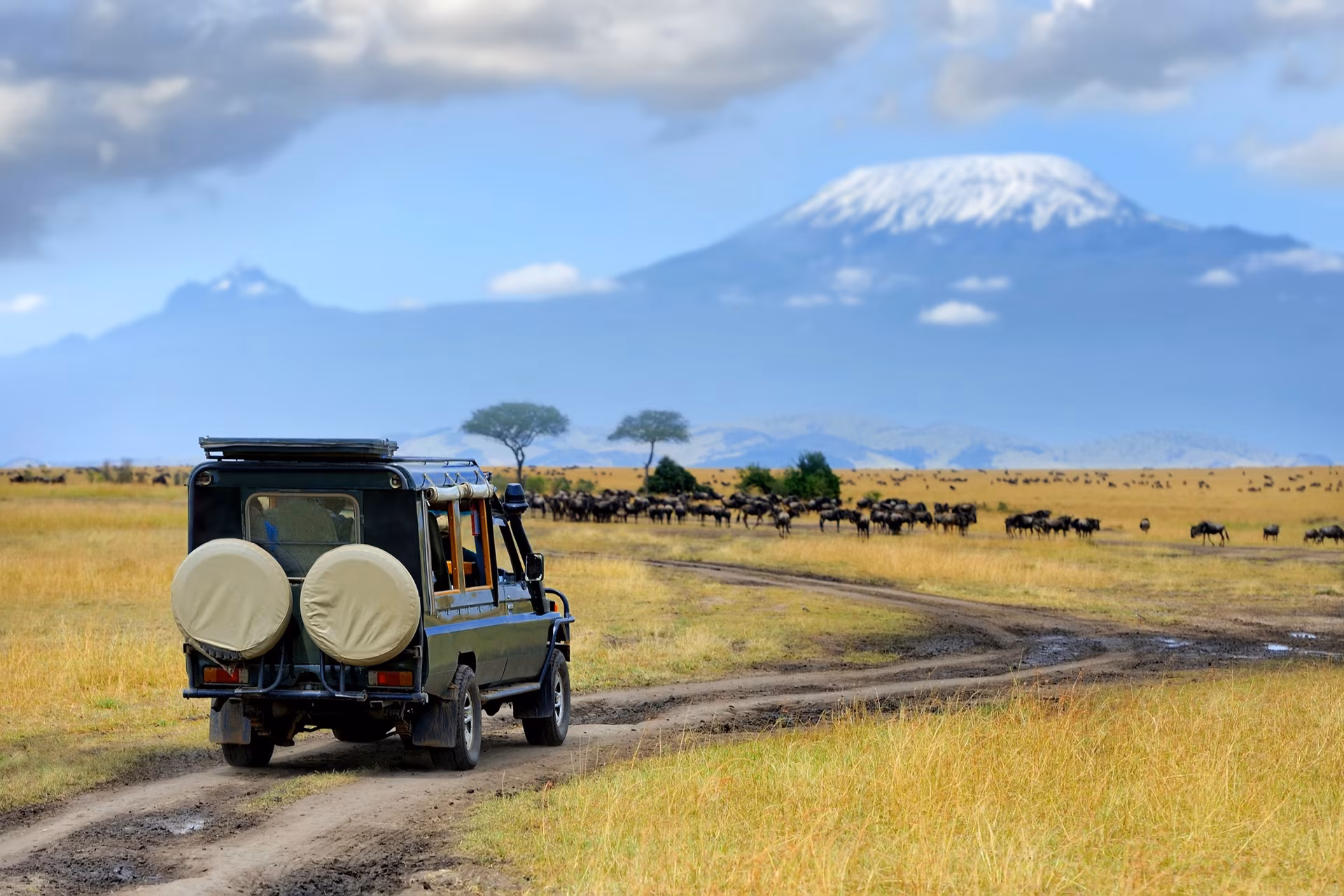 Safaris in Lodge