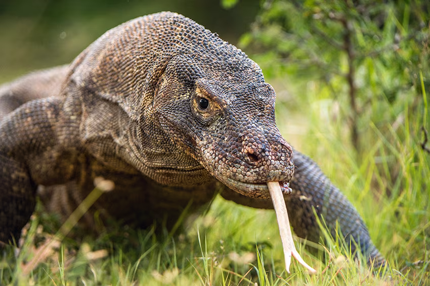 "Zen" Cruise in Komodo (4 days)
